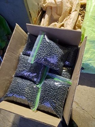 김명수님의 콩 · 자유게시판 작성글 사진