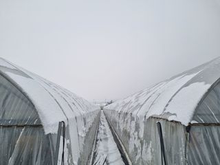 송림2리이장님의 딸기 · 일상 작성글 사진