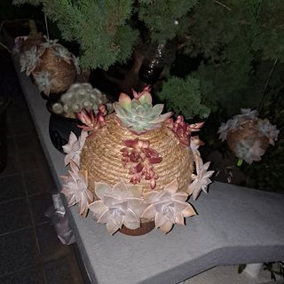 한라봉님의 작성글 사진