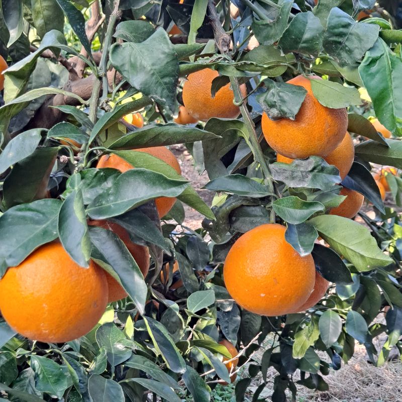 한라봉님의 장터 판매 상품 [황금향 ㆍ성전온주 밀감] 첨부 사진