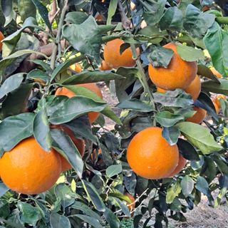 한라봉님의 작성글 사진