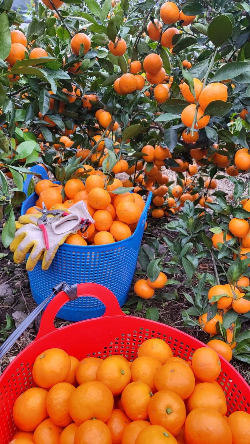 한라봉님의 장터 판매 상품 [황금향 ㆍ성전온주 밀감] 첨부 사진