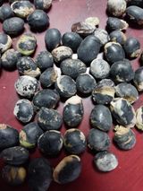 팜모닝 콩·자유게시판 게시글 이미지