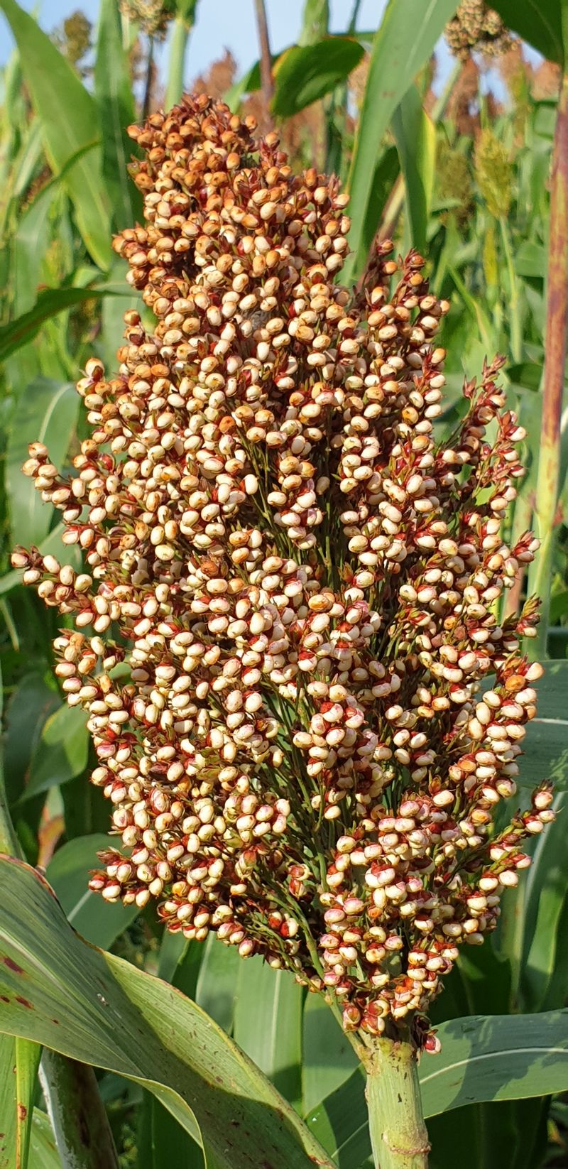 장터 상품 [찰 수수쌀 (판매완료)] 썸네일