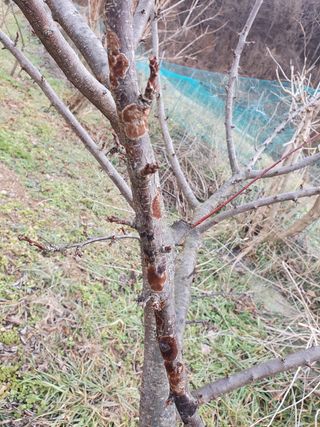 권태섭 님의 매실 · 병해충상담 작성글 사진