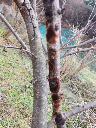 권태섭 님의 매실 · 병해충상담 작성글 사진