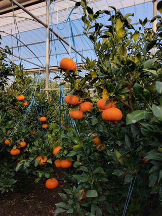 성민감귤농원님의 귤 · 수확 작성글 사진