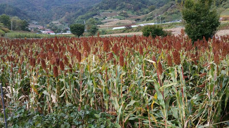 이승원님의 장터 판매 상품 [수수쌀,율무쌀,서리태판매합니다,] 첨부 사진