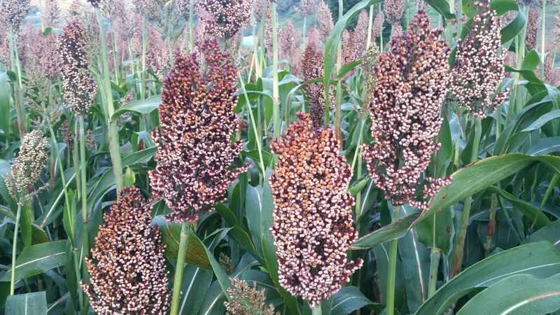 이승원님의 장터 판매 상품 [수수쌀,율무쌀,서리태판매합니다,] 첨부 사진