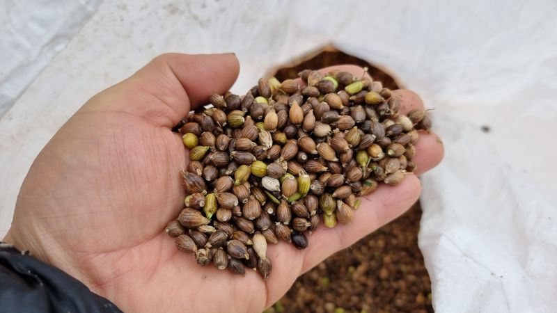 장터 상품 [수수쌀,율무쌀,서리태판매합니다,] 썸네일