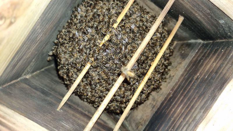 이승원님의 장터 판매 상품 [수수쌀,율무쌀,서리태판매합니다,] 첨부 사진