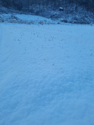 이재진님의 양파 · 자유게시판 작성글 사진