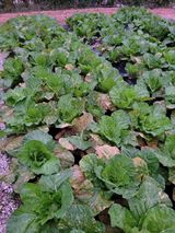 팜모닝 배추·병해충상담 게시글 이미지