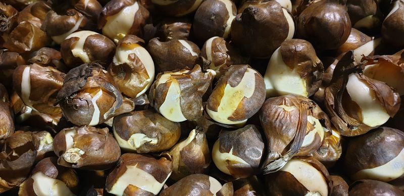 가든kim님의 장터 판매 상품 [튤립구근 개화구 1개당] 첨부 사진