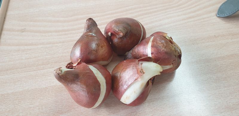 가든kim님의 장터 판매 상품 [튤립구근 개화구 1개당] 첨부 사진