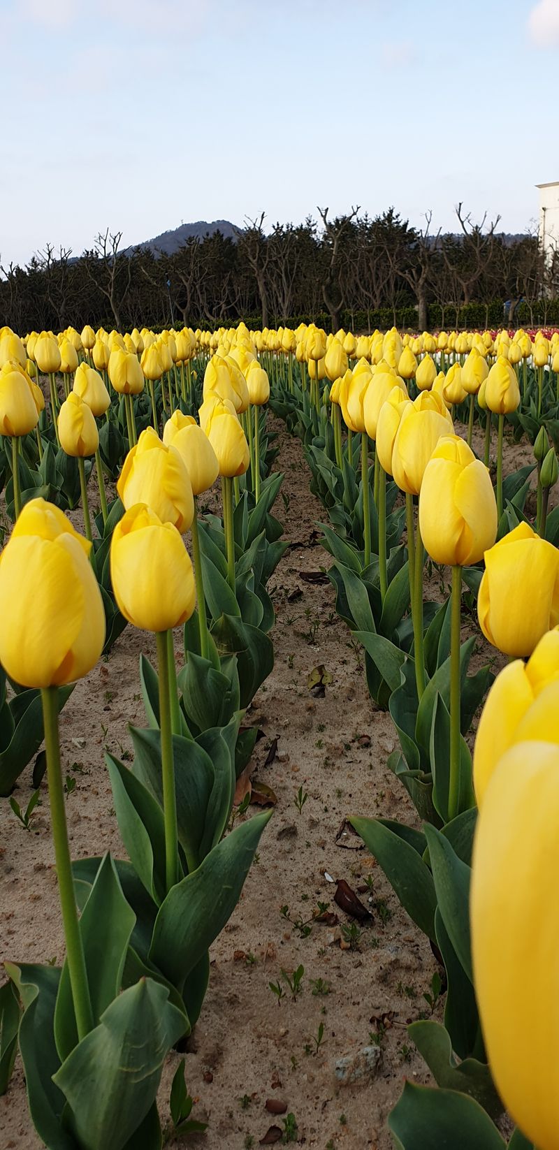 장터 상품 [튤립구근 개화구 1개당] 썸네일