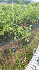 팜모닝 · 게시글 이미지