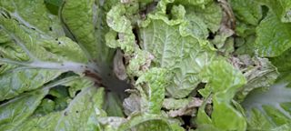 텃밭사랑꾼님의 기타작물 · 병해충상담 작성글 사진