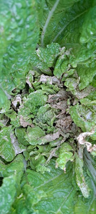 텃밭사랑꾼님의 기타작물 · 병해충상담 작성글 사진