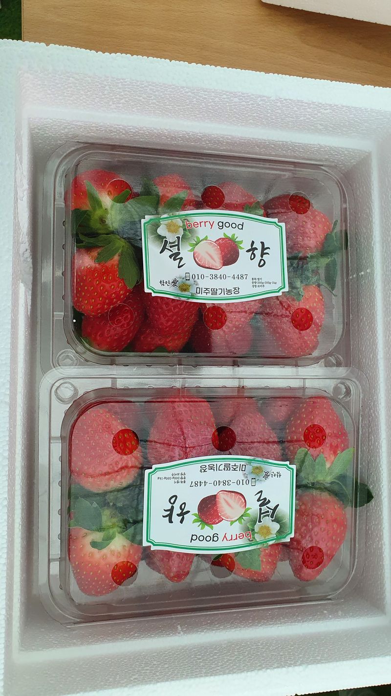 유창남님의 장터 판매 상품 [설향딸기1키로(500g*2팩)] 첨부 사진