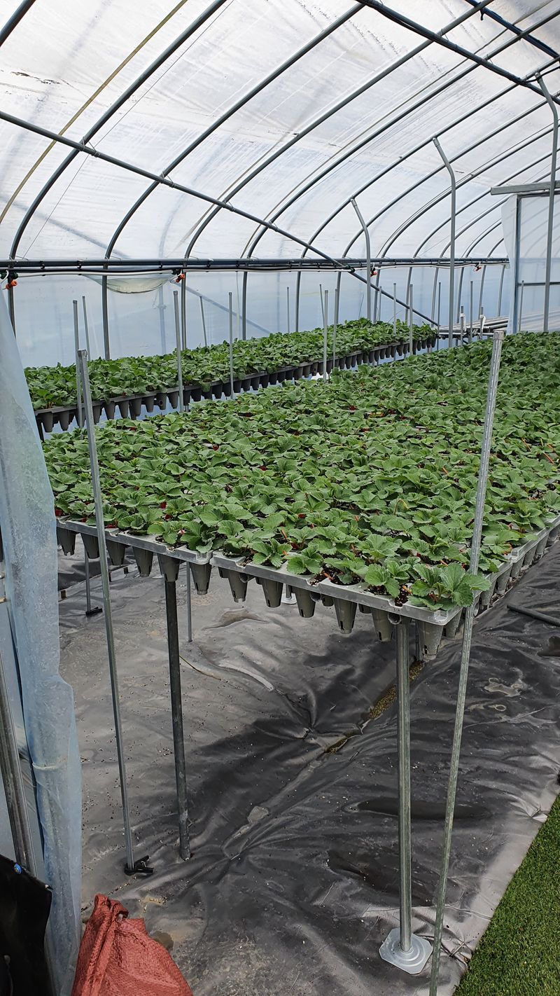 유창남님의 장터 판매 상품 [설향딸기1키로(500g*2팩)] 첨부 사진