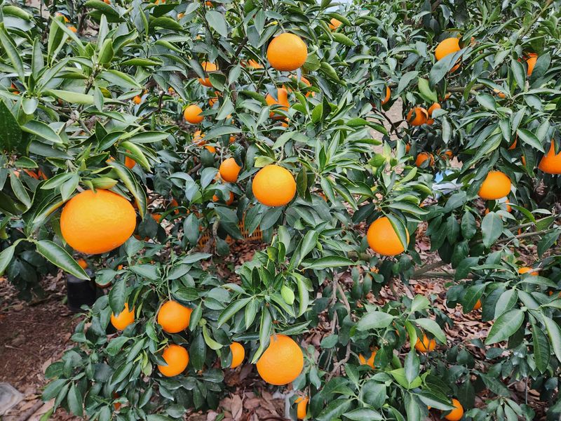 장터 상품 [황금향10kg] 썸네일