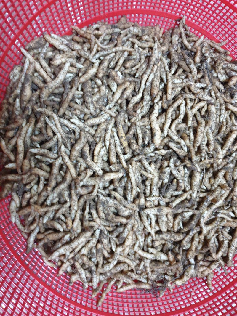 장터 상품 [천마 종마] 썸네일