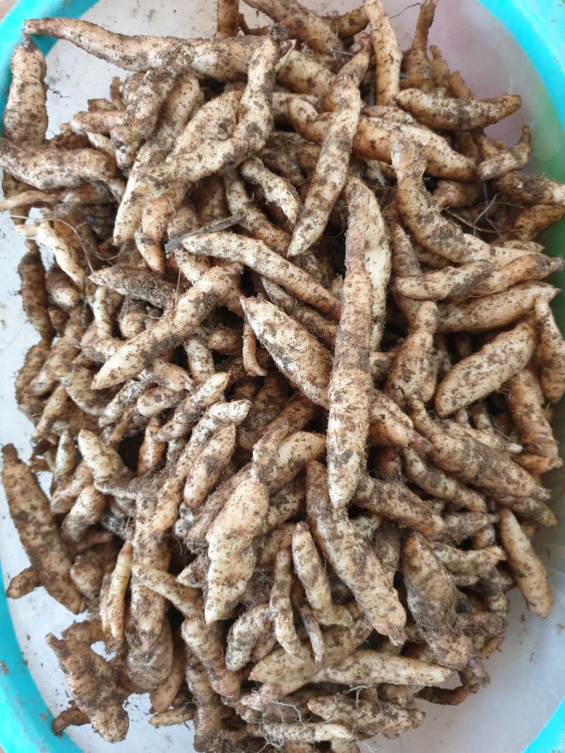 산약초농원님의 장터 판매 상품 [천마 종마] 첨부 사진