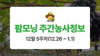 포도 농사도우미님의 포도 · 농사길잡이 작성글 사진