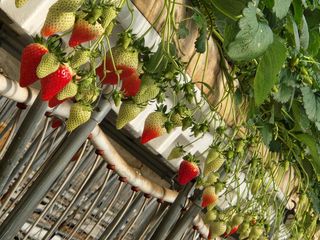 논산. 이순자님의 딸기 · 수확 작성글 사진