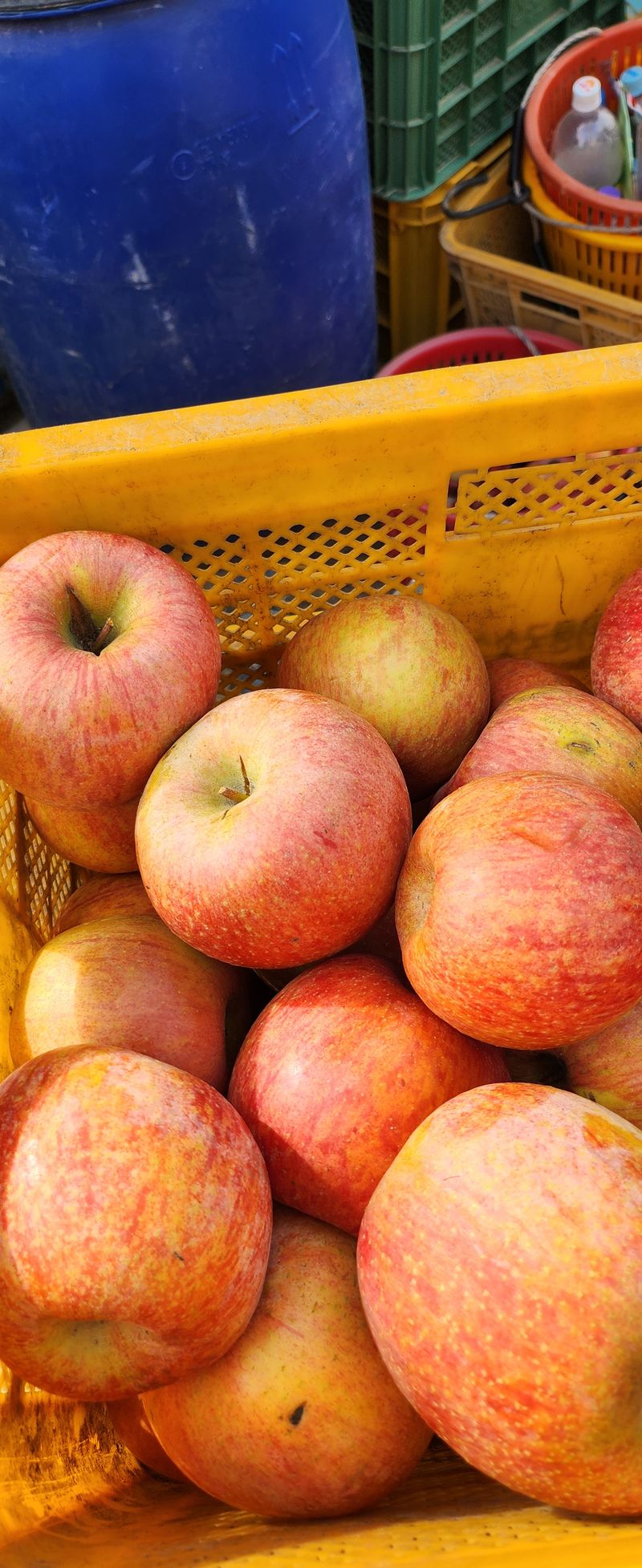 장터 상품 [사과후지5k g] 썸네일