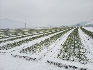 월산 양파님의 마늘 · 일상 작성글 사진