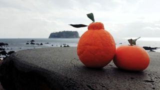 호호농장님의 귤 · 일상 작성글 사진