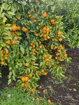 팜모닝 · 게시글 이미지