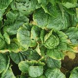 팜모닝 배추·병해충상담 게시글 이미지