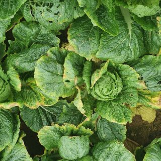 타워정님의 배추 · 병해충상담 작성글 사진