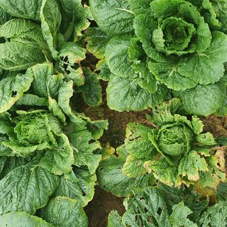 타워정님의 배추 · 병해충상담 작성글 사진