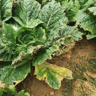 타워정님의 배추 · 병해충상담 작성글 사진