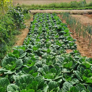 타워정님의 배추 · 병해충상담 작성글 사진