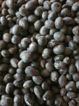 팜모닝 콩·자유게시판 게시글 이미지