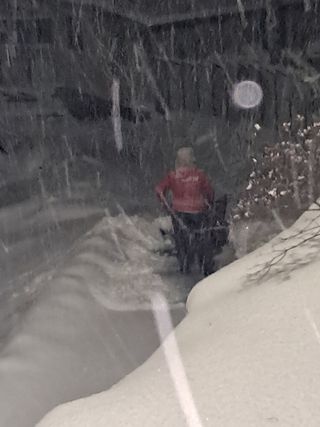 김기준님의 두릅 · 일상 작성글 사진