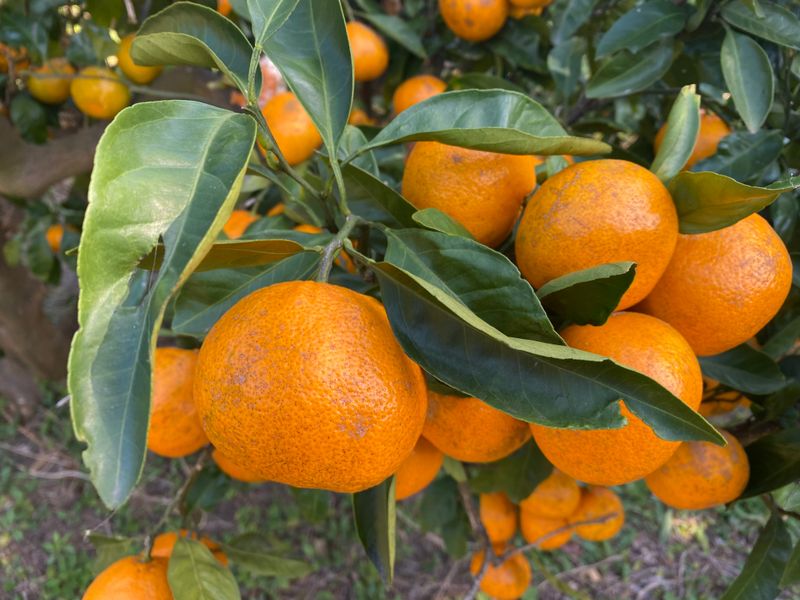 미주팜님의 장터 판매 상품 [판매마감] 첨부 사진