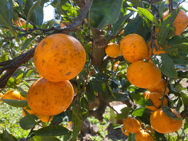 미주팜님의 장터 판매 상품 [판매마감] 첨부 사진