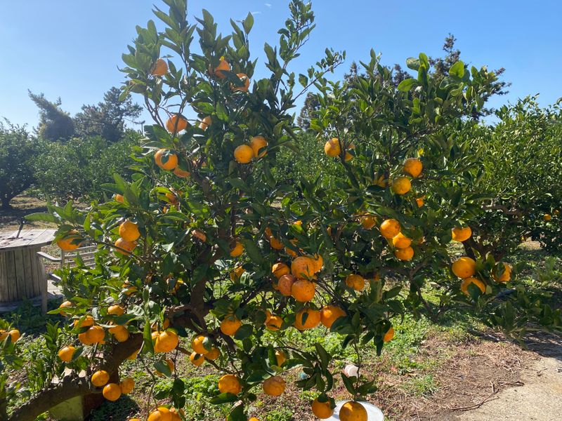 미주팜님의 장터 판매 상품 [판매마감] 첨부 사진