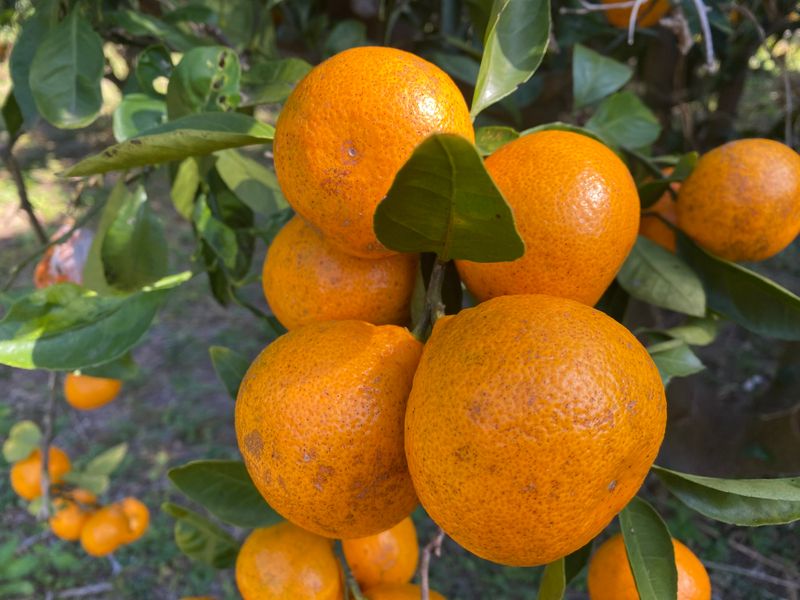 미주팜님의 장터 판매 상품 [판매마감] 첨부 사진