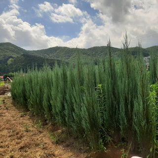 양순규 님의 기타작물 · 자유게시판 작성글 사진