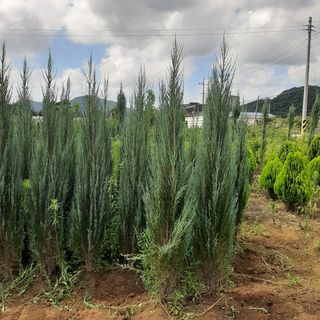 양순규 님의 기타작물 · 자유게시판 작성글 사진