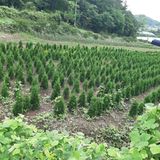 팜모닝 기타작물·자유게시판 게시글 이미지