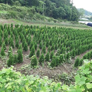 양순규 님의 기타작물 · 자유게시판 작성글 사진