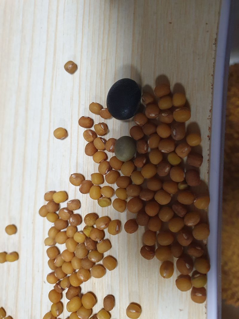 김현화님의 장터 판매 상품 [귀족서리태1kg. 토종오리알태1kg] 첨부 사진